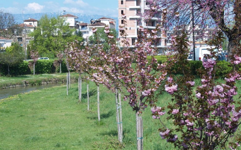 Άνθισαν οι κερασιές στον Ληθαίο - Η ιστορία των δένδρων